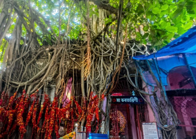 Banayan Tree at Porama tala temple, Nabadwip