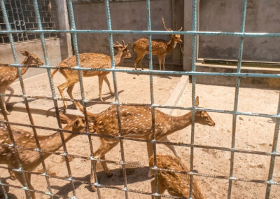 Miniature Zoo Chaitanya Math