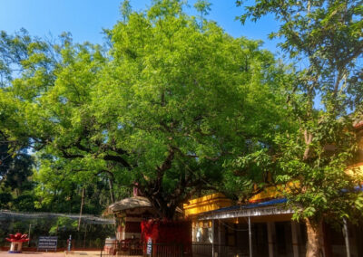 Chaitanya Mahaprabhu birthplace